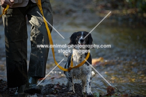 english springer spaniel on a lead, crossing a stream with owner