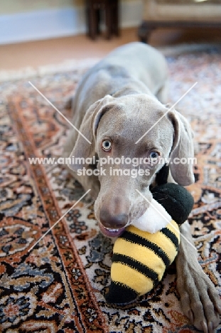 weimaraner playing with plush bee toy