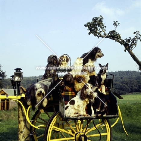 group of dogs and cats, models and film stars, on vehicle at formakin
