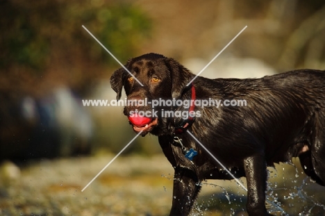 Chocolate lab splashing with ball in mouth.