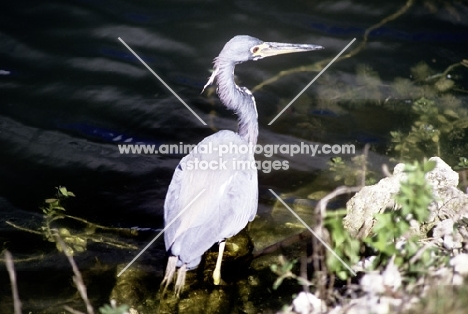 little blue heron in the everglades, florida