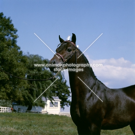 gambling sam, american shetland pony, head and shoulders