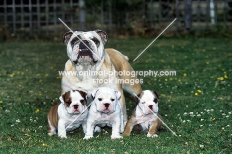bulldog bitch and three puppies from outdoors kennels