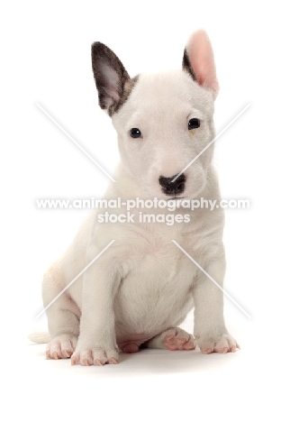 miniature Bull Terrier puppy sitting on white background