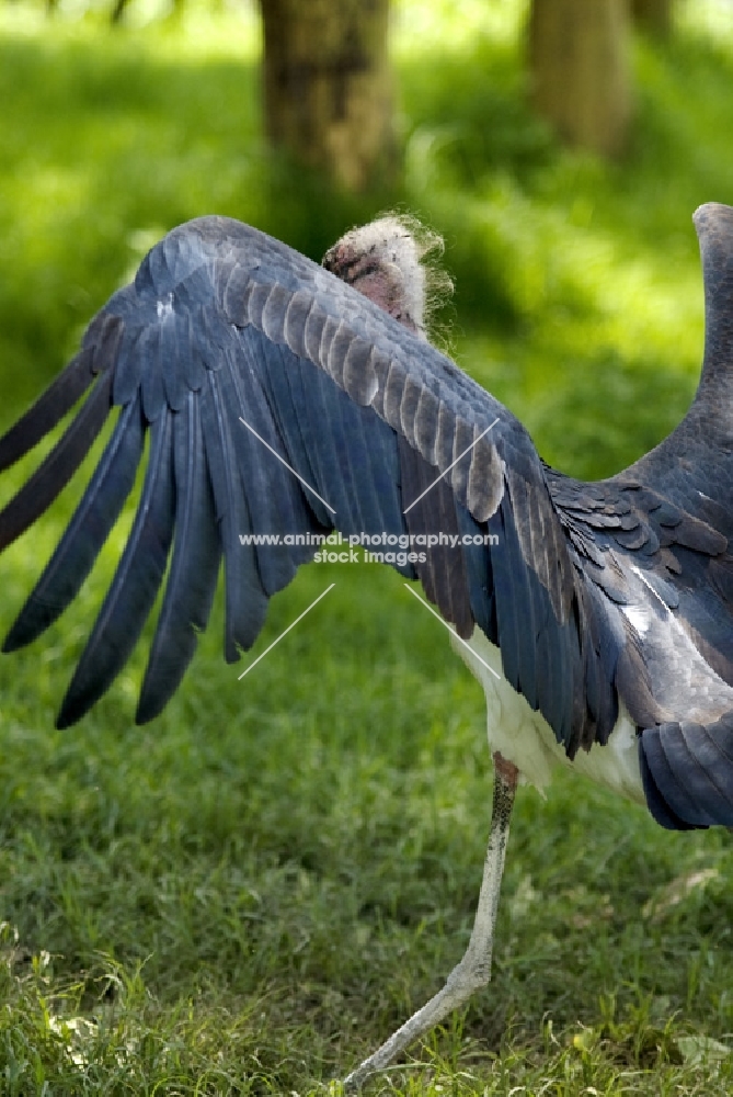 marabou stork back view, spreading his wings