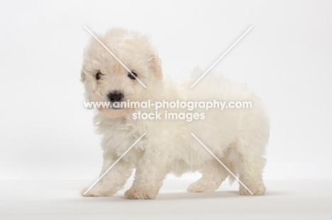 Bicon Frise puppy on white background
