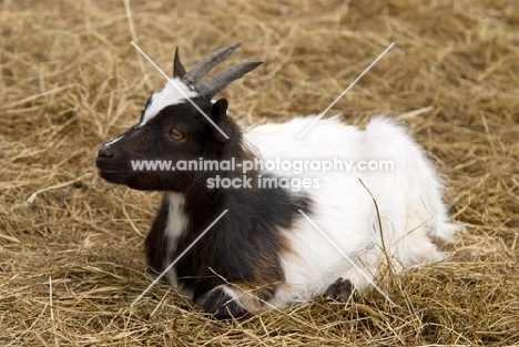 young Bagot goat