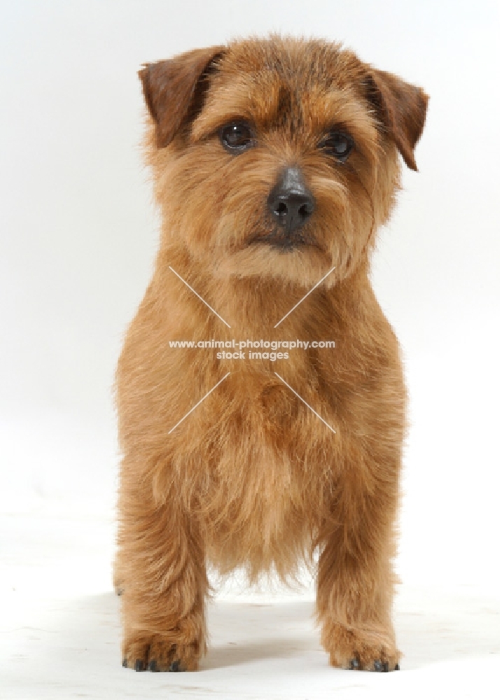 INT.NWY.SWD.DAN.FIN.NOR.Australian Champion Norfolk Terrier, front view