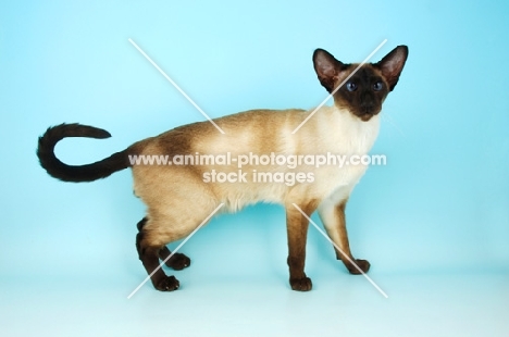 siamese seal point cat standing