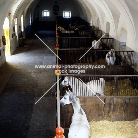 The Velbanca, ancient stables at Lipica, lipizzaners in loose boxes