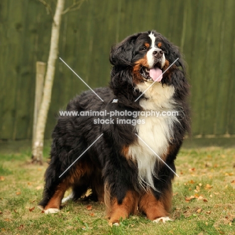 proud looking Bernese Mountain Dog