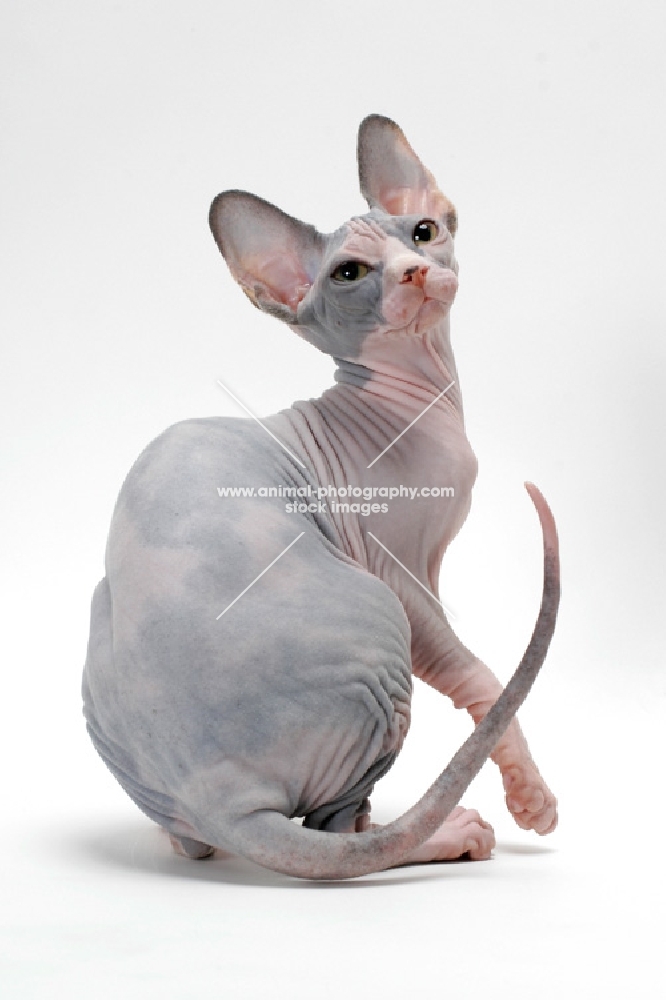 Sphynx cat, blue tortie & white colour, back view