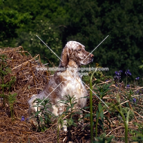 sh ch hello dolly at upperwood, english setter in woods