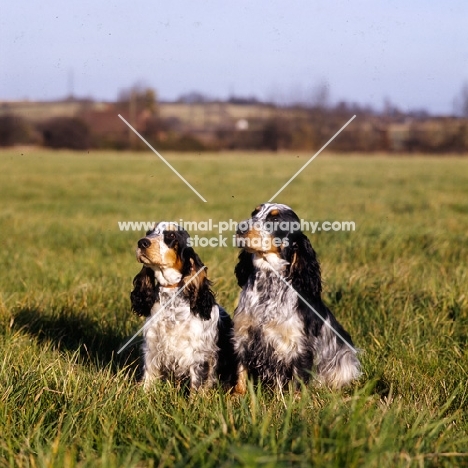 two english cocker spaniels sitting in a field