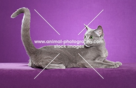 Russian Blue on purple background