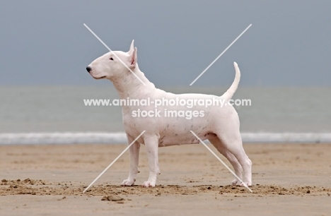 Bull Terrier near the sea