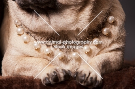 Pug wearing pearls