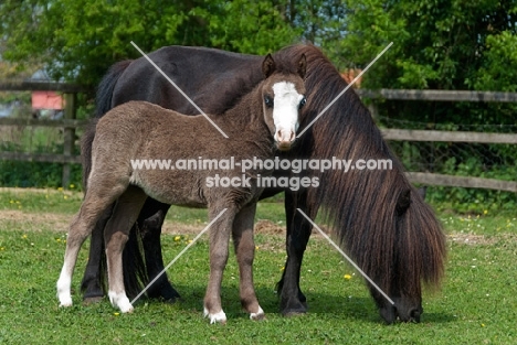 two falabella horses in green field