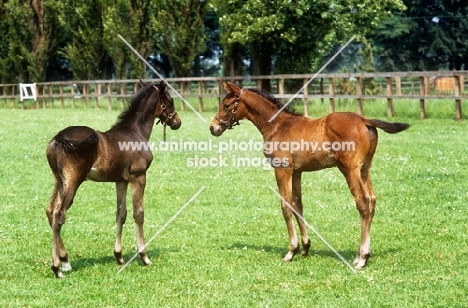 two thoroughbred foals
