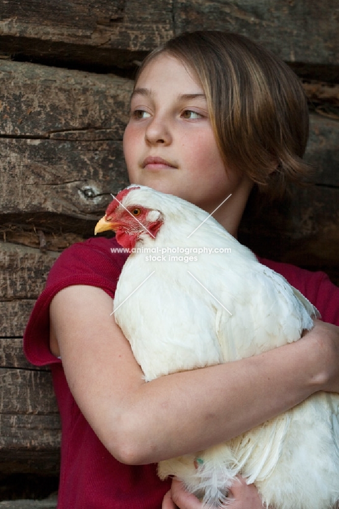 young girl holding a white rock hen in an old barn