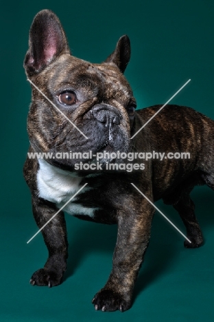 cute French Bulldog sitting in green studio