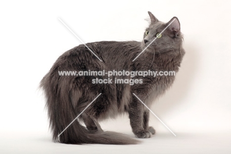 Nebelung cat standing on white background
