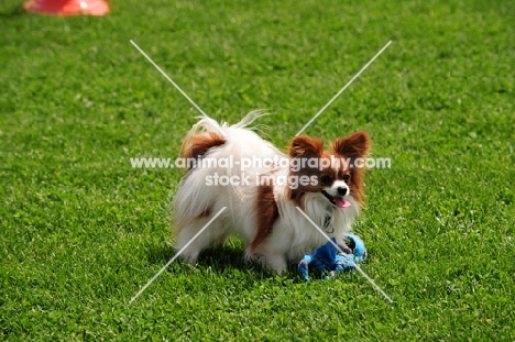 Papillon with toy