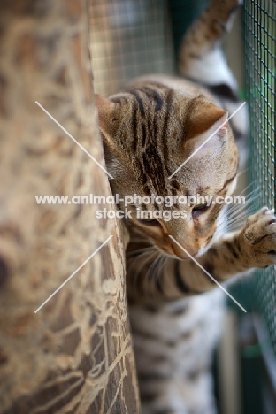 Bengal male cat climbing