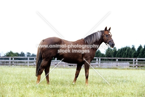 grundy, racehorse, at the national stud