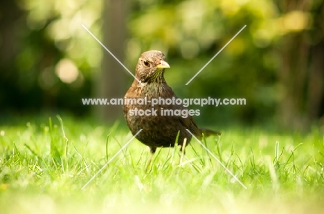 Female Blackbird on lawn