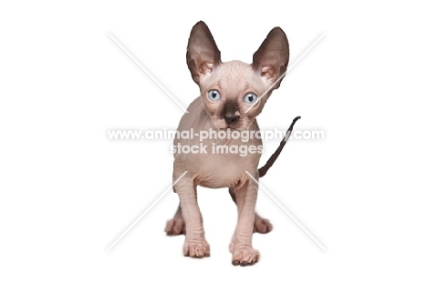 9 week old Sphynx kitten