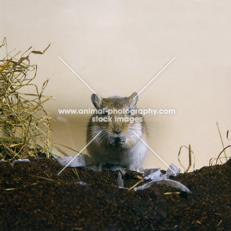 gerbil, agouti colour,  eating seed, front view facing camera