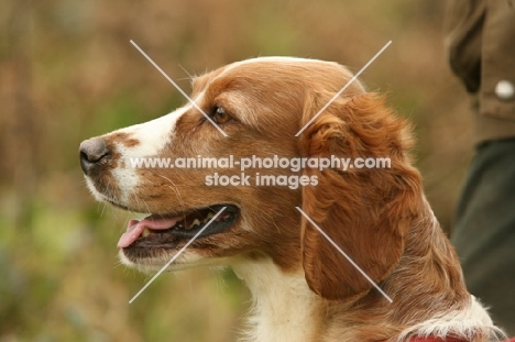 Welsh Springer Spaniel, profile