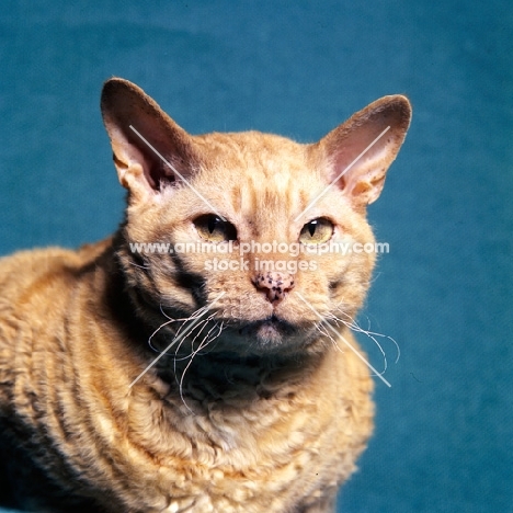 red cornish rex cat with spotted nose