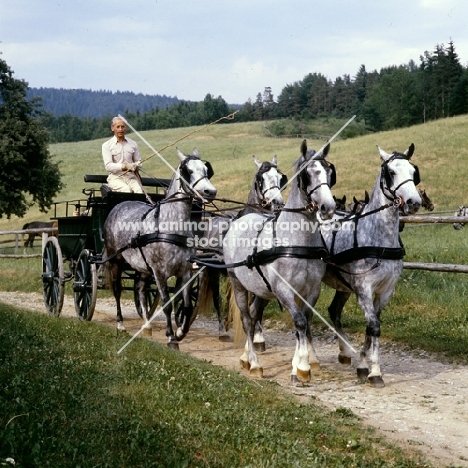 Dr Lehrner driving 4 lipizzaner mares at wilhelm, piber