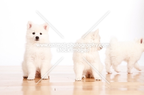 three American Eskimo puppies on white background