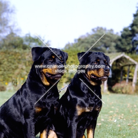 two rottweilers 