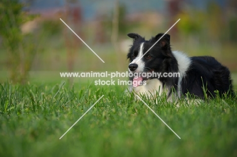 happy black and white border collie resting in the grass