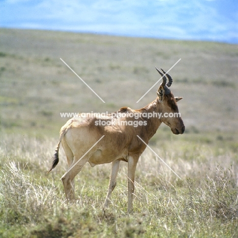 coke's hartebeest side view, nairobi np