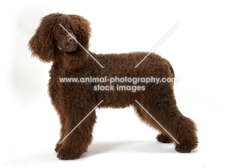 Australian Champion Irish Water Spaniel in studio