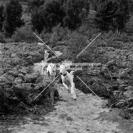 four salukis from burydown kennels on Fittleworth Common running on path