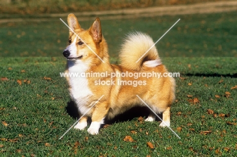 pembroke corgi, undocked with tail over back 