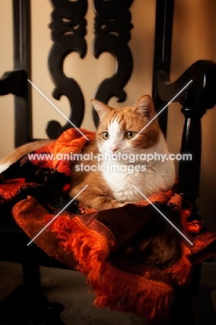 red and white cat on chair