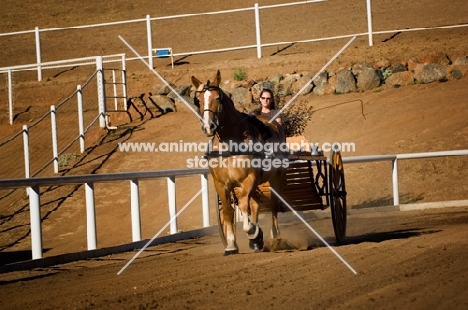 Belgian Draft horse