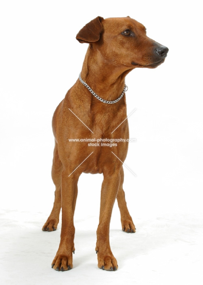 Australian Gr Champion red German Pinscher, in studio