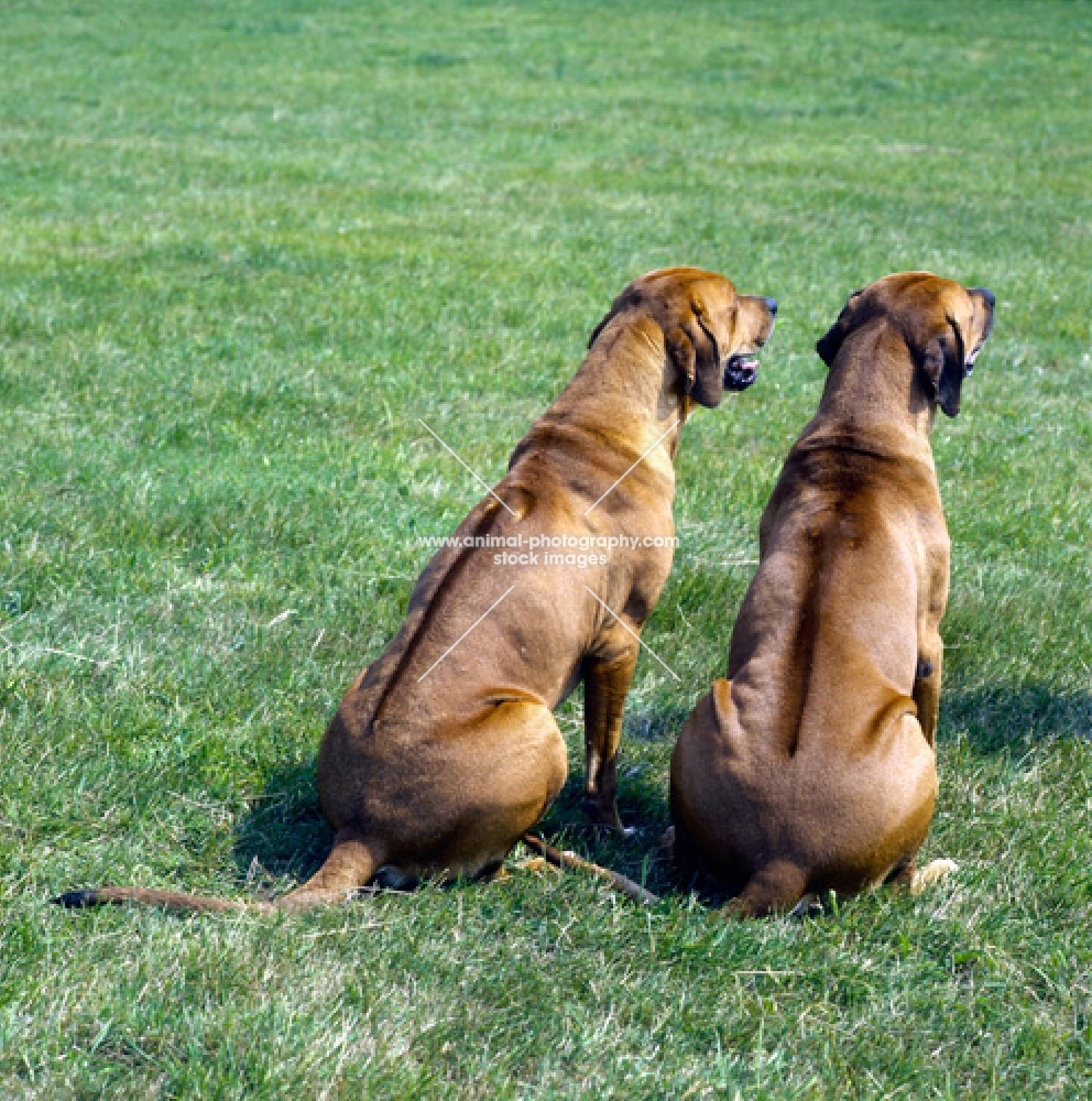 ch mirengo's mandambo, two rhodesian ridgeback showing ridge sitting on grass