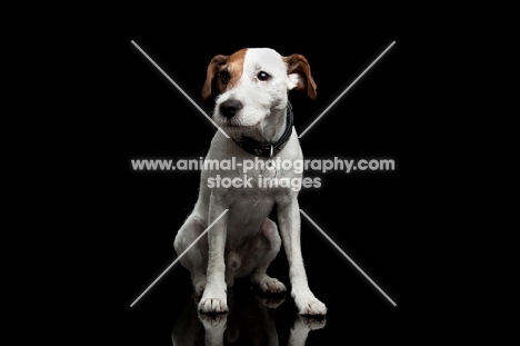 jack russell terrier on black background
