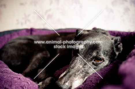 Lurcher resting