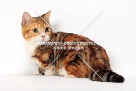 Brown Classic Torbie & White Munchkin, in studio