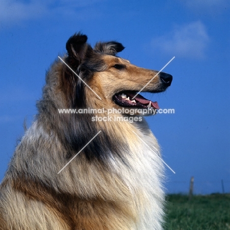 rough collie portrait against blue sky